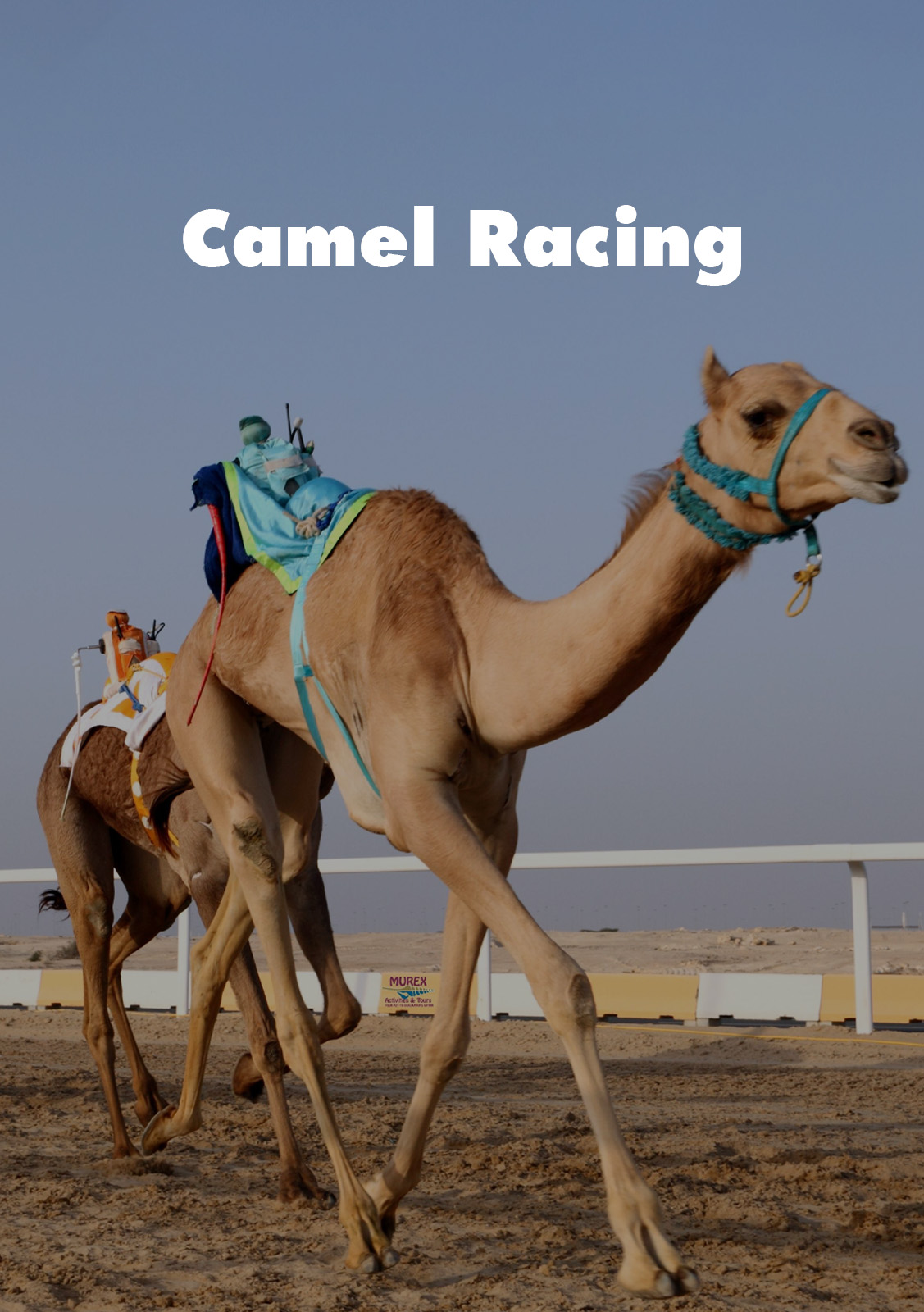 Camel Racing 